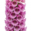 1 Large Plant - Digitalis Dalmatian Rose, Ready to Plant in Your Garden, 2L Pot