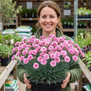 Cottage Pink Dianthus Pink Celebration Plant (5L Pot)