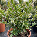 Ligustrum Muster Privet Hedging Plants