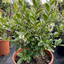 1 Ligustrum Muster Privet Hedging Plant, Fast Growing Evergreen Privacy Hedge, 19cm/3L Root Ball
