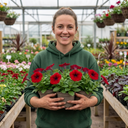 Petunia Easy Wave Red Plants (Set of 3 or 6)