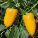Yellow Sweet Pepper Plants