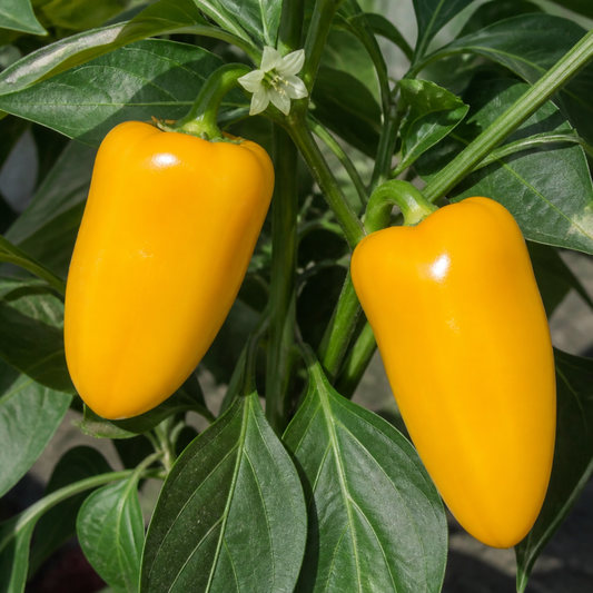 Two glossy yellow tapering peppers hanging among dark green leaves with a white flower