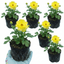 Set of 3 or 6 Ranunculus Vortex Lemonade Persian Buttercup Plants, Hardy Yellow Perennials, Spring & Autumn Flowering, Outdoor Garden Ready, 1 Litre Root-Ball
