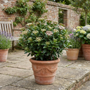 Viburnum Tinus Evergreen Hedge Plants