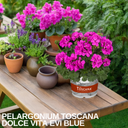 Pelargonium Toscana Dolce Vita Evi Blue Plants (Set of 3 or 6)