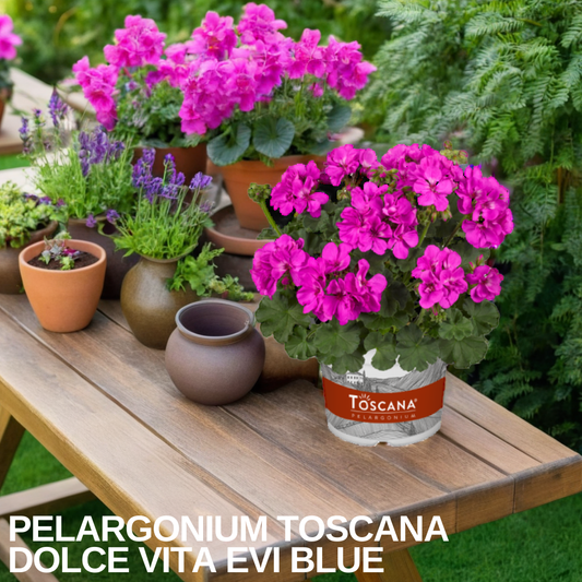 Geranium Toscana Dolce Vita Evi Blue (Pelargonium) – Upright Zonal Bedding (Set of 3 or 6)
