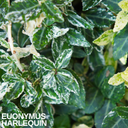 Euonymus Harlequin Plant