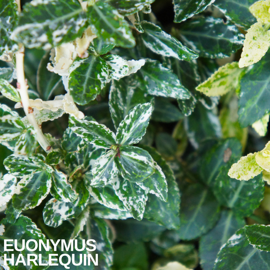 Euonymus 'Harlequin' foliage, small evergreen leaves heavily speckled and splashed creamy white