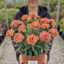 Dianthus Tequila Sunrise Plants