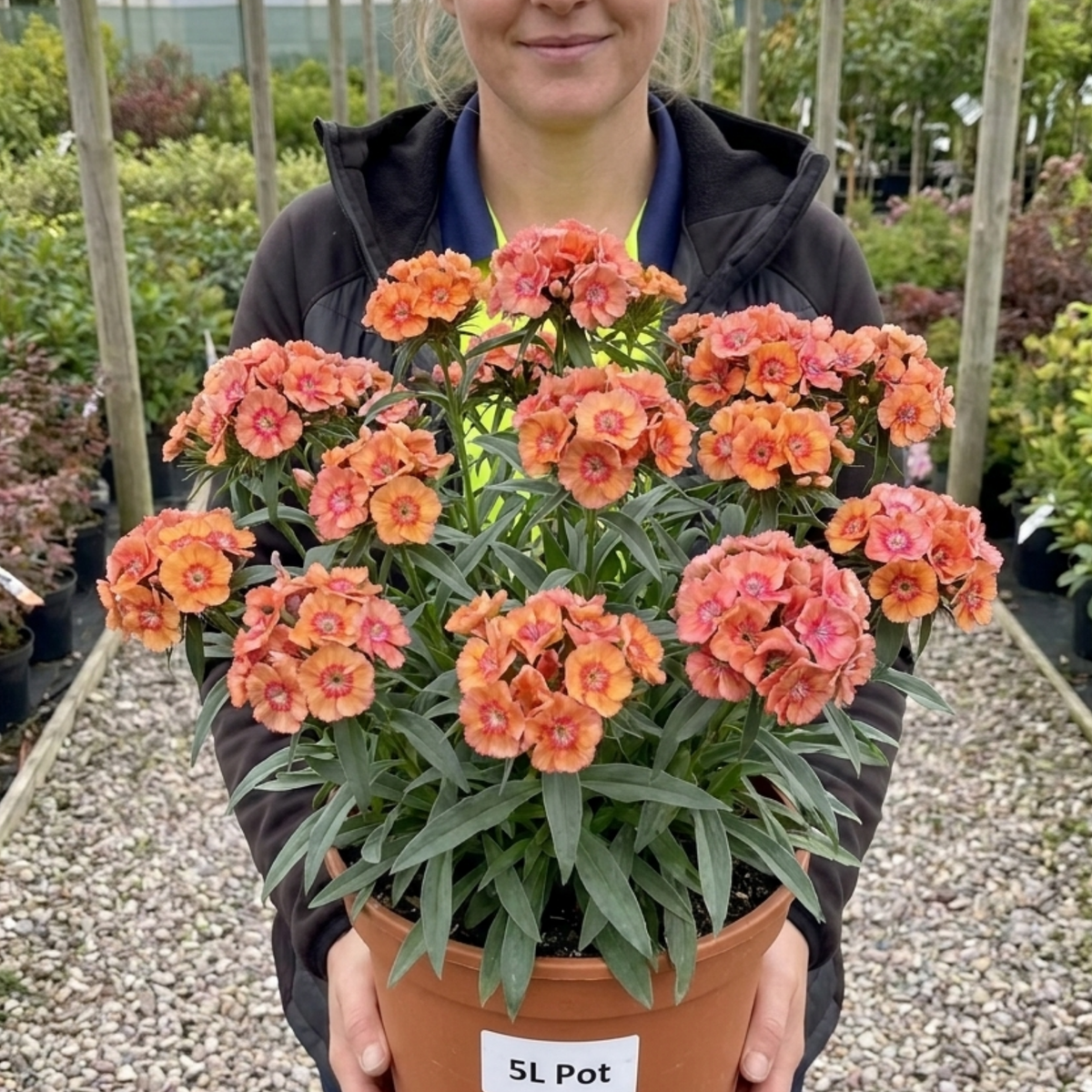 Dianthus 'Tequila Sunrise' (Garden Pink) – Fragrant Hardy Perennial (5L Pot)