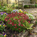 Saxifrage Ice Colours Red Plants (Set of 3 or 6)