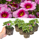 Calibrachoa Cabaret Early Light Pink Eye Plants (Set of 3 or 6)