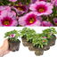 Set of 3 or 6 Large Plants - Calibrachoa Cabaret Early Light Pink Eye, Outdoor Garden Ready