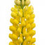 6 Lupin Legendary Yellow Plants, Hardy Perennial, Summer Flowering, Cottage Garden Ready, 1Ltr Root Ball