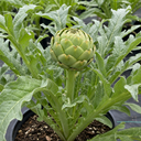Green Globe Artichoke Plants