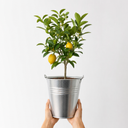 5Ltr Meyer Lemon Citrus Tree, Nursery Pots, Fruiting