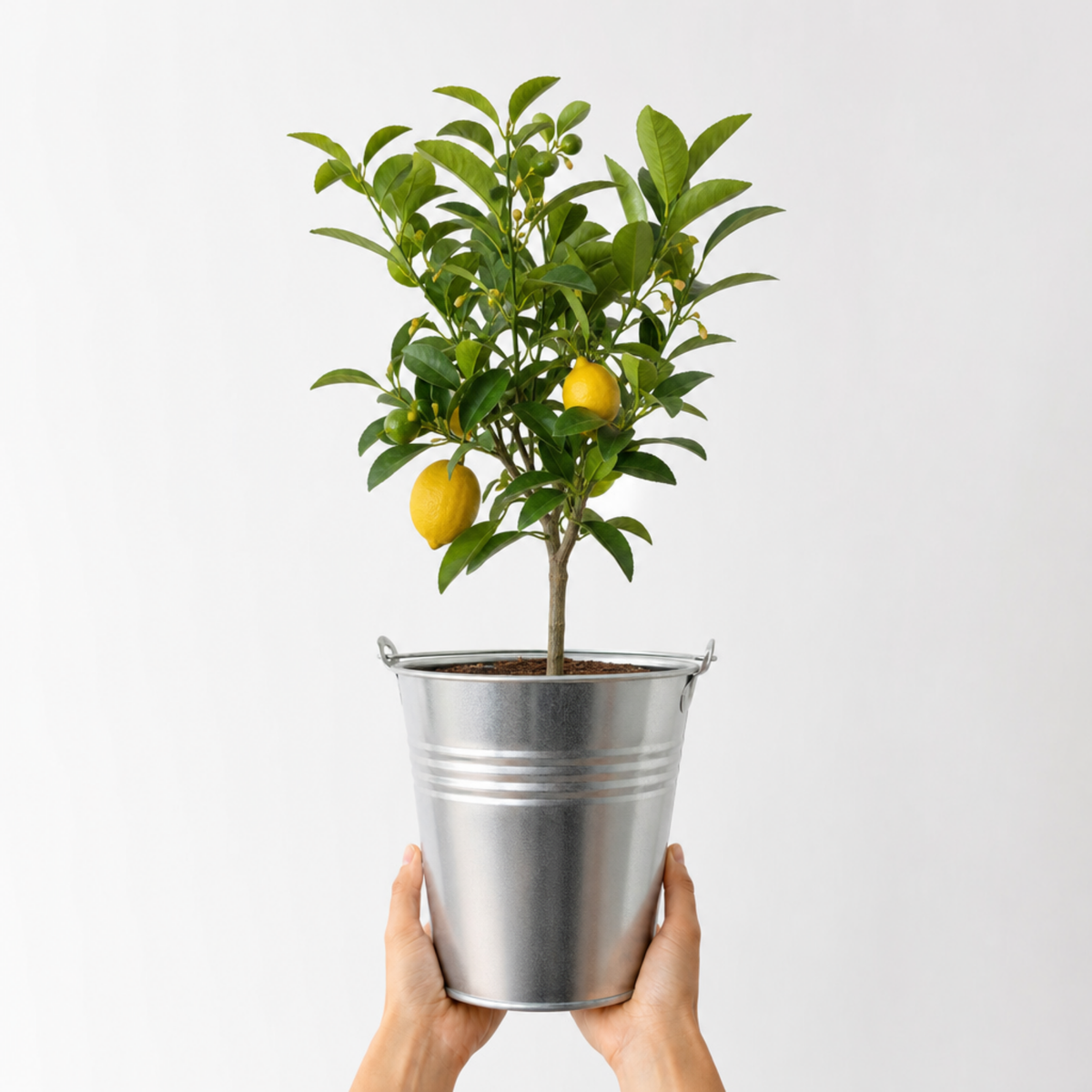Meyer Lemon (Citrus x meyeri) – Fruiting Citrus Tree (5L Pot)