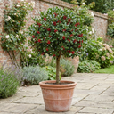 Outdoor Garden Ready Plant (5L Pot)