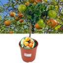 Mini Clementine Plant