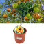 Mini Clementine