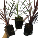 Cordyline Charlie Boy Plants (Set of 3 or 6)