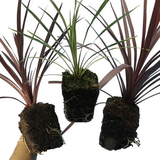 Cordyline australis 'Charlie Boy' (Cabbage Palm) – Architectural Evergreen (Set of 3 or 6)