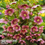 1 Large Plant - Hellebore Tutu, Ready to Plant in Your Garden, 2L Pot