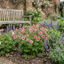 Potentilla Miss Wilmott Shrub Plants (Set of 3 or 6)