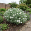 1 Convolvulus Cneorum Silver Bush Plant, Hardy Evergreen White Flowering Shrub, 2L Root-Ball