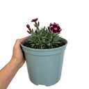 Cottage Pink Dianthus Sugar Plum Plants
