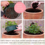 7 Colour Coordinated Plants - Bridal Bouquet Theme Speedplanter, Garden Ready