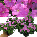 Petunia Easy Wave Pink Plants (Set of 3 or 6)