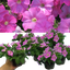 Set of 3 or 6 Large Plants - Petunia Easy Wave Pink, Outdoor Garden Ready