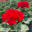 Set of 3 or 6 Large Plants - Geranium Toscana Senna, Ready to Plant in Your Garden