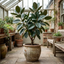 1 Ficus Robusta Rubber Plant, Easy Care Low Maintenance Houseplant, 5Ltr Root-Ball