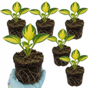 Paul's Glory Plantain Lily Plants (Set of 3 or 6)