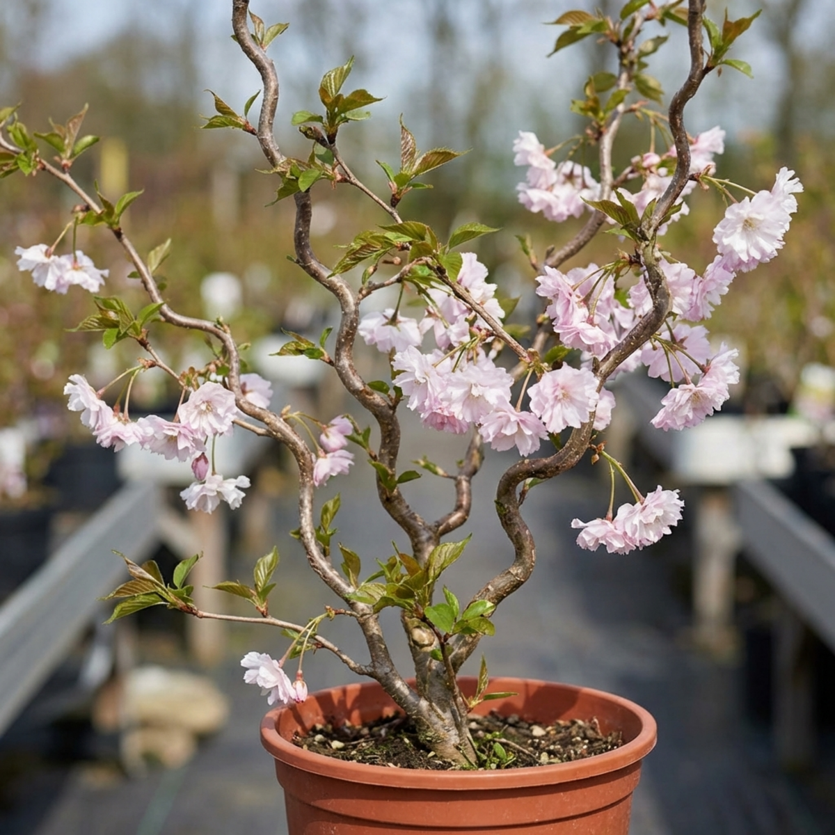 Dwarf Fuji cherry in a terracotta pot, twisting bare branches covered in pale pink blossom and young leaves