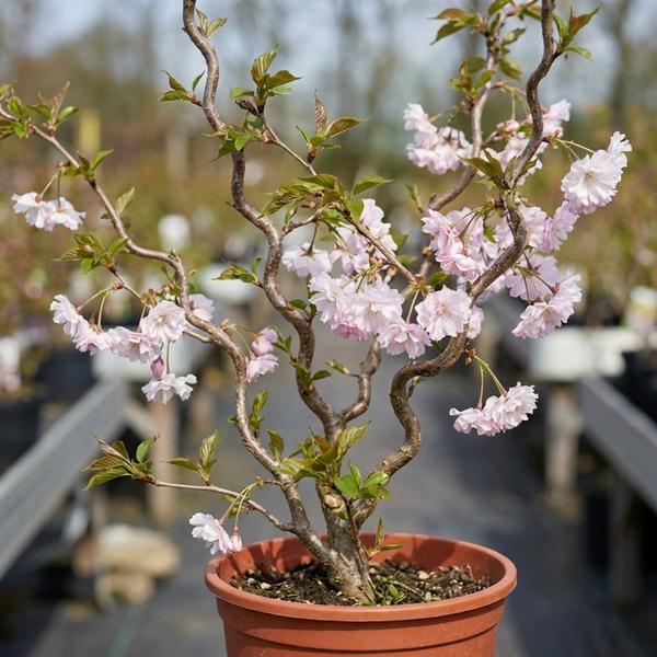 Prunus Kojo No Mai Flowering Hedging Plants