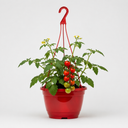 Tumbling Tom Red Tomato Hanging Basket Plants, 25cm Pots