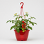 Tumbling Tom Red Tomato Hanging Basket Plants, 25cm Pots