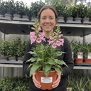 Digitalis Hanabee Pink Foxglove Plant (3L Pot)