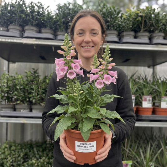 Digitalis 'Hanabee Pink' (Foxglove) – Compact Perennial (3L Pot)