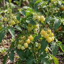 Tomato Lemon Sherbet Plants (Set of 3 or 6)
