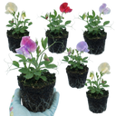 Set of 3 or 6 Large, Garden Ready Plants - Sweet Pea Mammoth Mix, 10.5 cm Rootballs