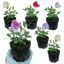Set of 3 or 6 Large, Garden Ready Plants - Sweet Pea Mammoth Mix, 10.5 cm Rootballs