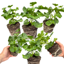 Geranium Sunflair Ruben Plants (Set of 3 or 6)