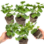 Set of 3 or 6 Large Plants - Geranium Sunflair Ruben, Ready to Plant in Your Garden
