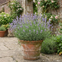 Lavender Hidcote Light Blue Plant (2L Pot)