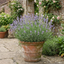 1 Large Plant - Lavender Hidcote Light Blue, Outdoor Garden Ready, 2L Pot